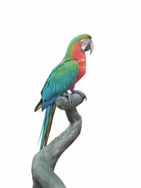 Şube ile beyaz arka plan üzerinde renkli papağan