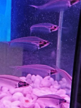 X-ışını balık fish tank siyah ışık ile grup
