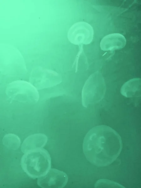 Quallen unter Wasser mit hellgrünem Hintergrund — Stockfoto