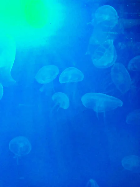 Meduzy pod wodą z jasnoniebieskim tle — Zdjęcie stockowe