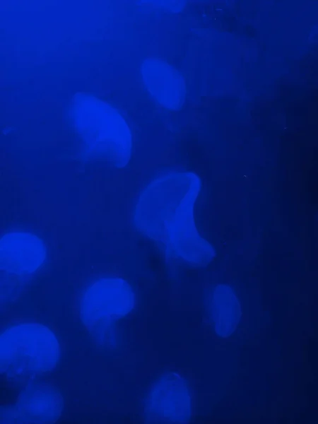 Medusa debaixo de água com fundo azul escuro — Fotografia de Stock