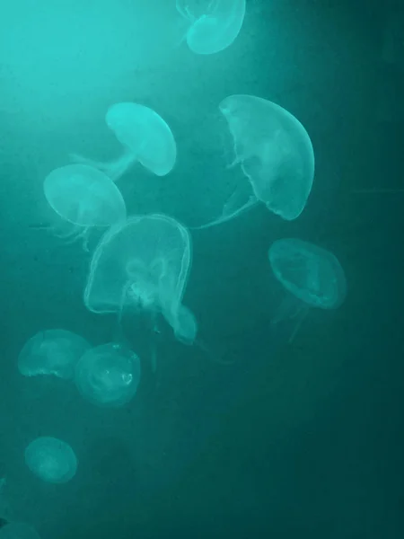 Medusas debaixo de água com fundo ciano — Fotografia de Stock