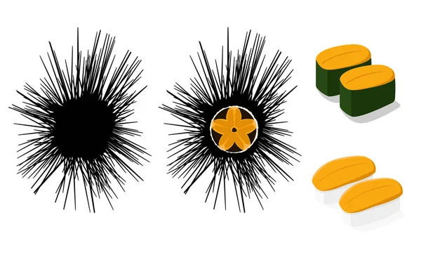 Сырой Urchin и Uni суши изолированы на белый, вектор — стоковый вектор