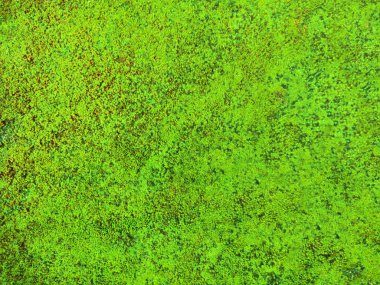 Doğal Yeşil yosun arkaplanı, üst görünüm