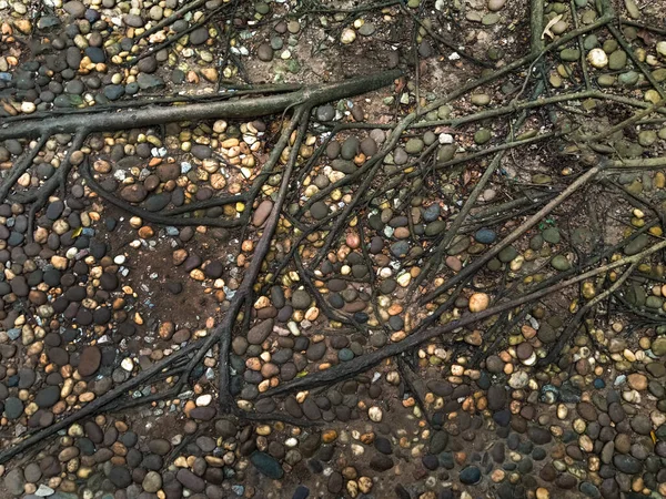 Small Stone Tree Root Background Top View — Stock Photo, Image