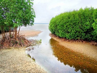 Tayland 'da bir sürü bulutlu gökyüzü olan Mangrove ormanları