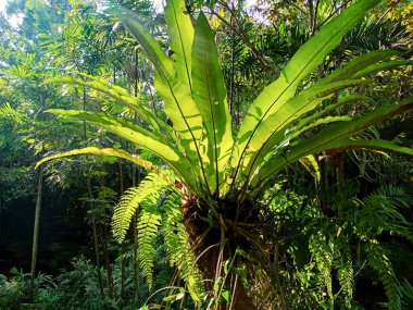 Asplenium nidus; Bird's nest fern for background
