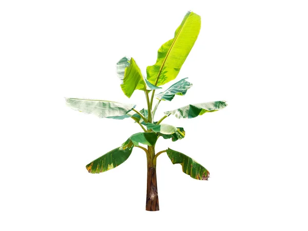 Geïsoleerde Bananenboom Witte Achtergrond — Stockfoto