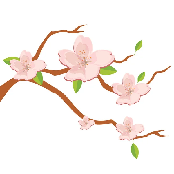 Branche de fleurs de sakura — Image vectorielle