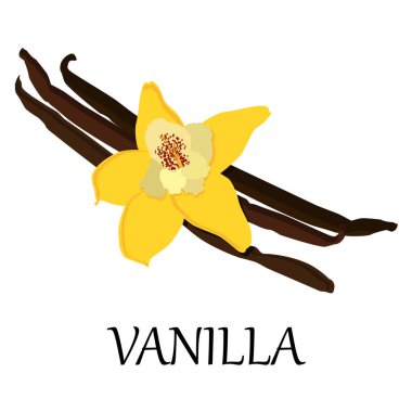 Vanilya çiçek vektör