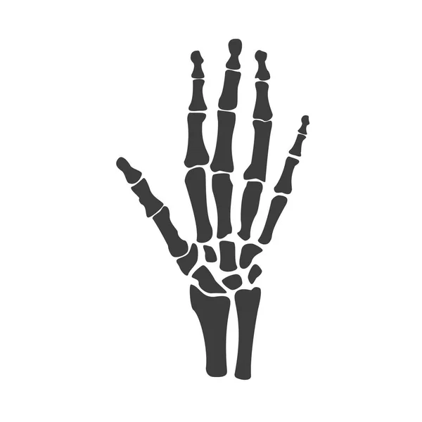 Hand bones vector — Stock Vector