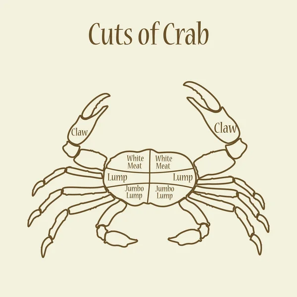 Cuts of crab — Stock Vector