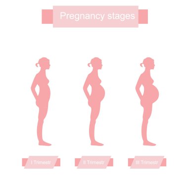 Gebelik aşamaları vektör