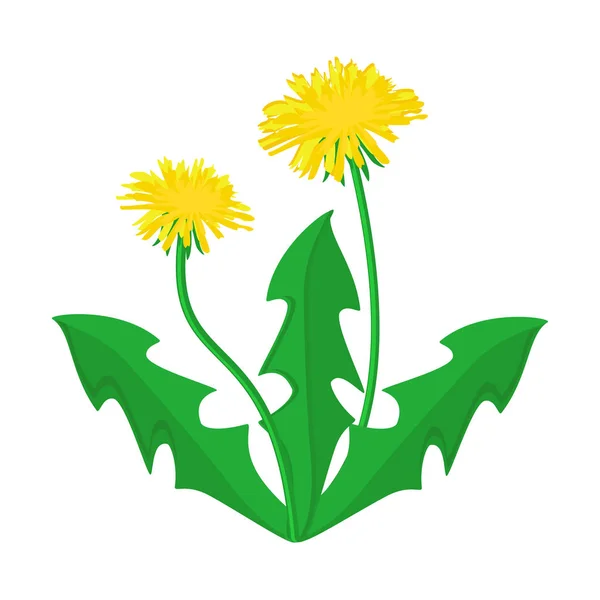 タンポポの花のベクトル — ストックベクタ