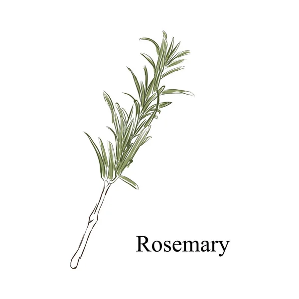 Rosemary kruid vector — Stockvector