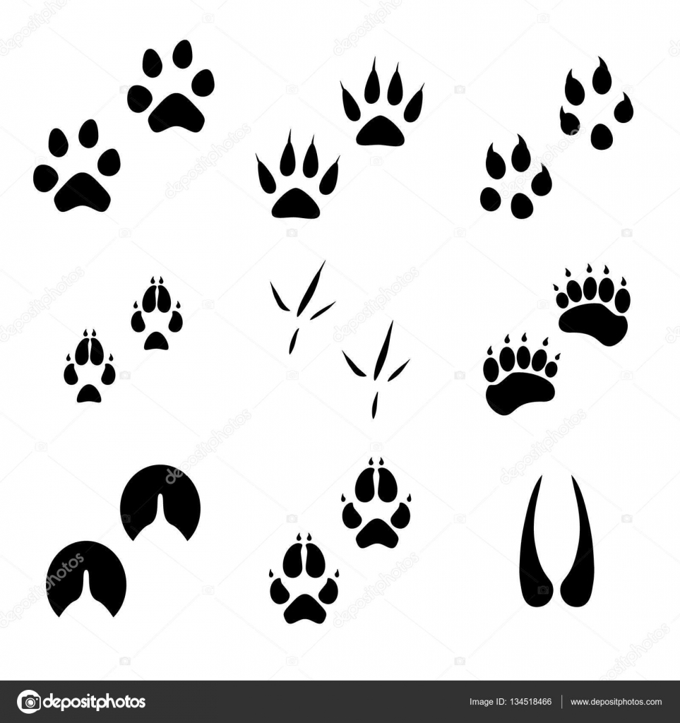 Download Animal footprints vector — Stock Vector © viktorijareut #134518466