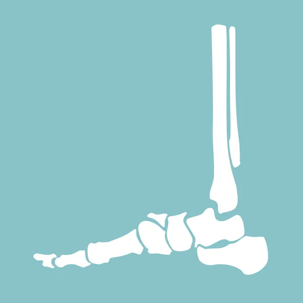 Voet botten anatomie — Stockvector