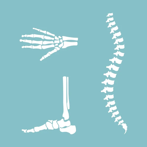 Lidské kostry vektor — Stockový vektor