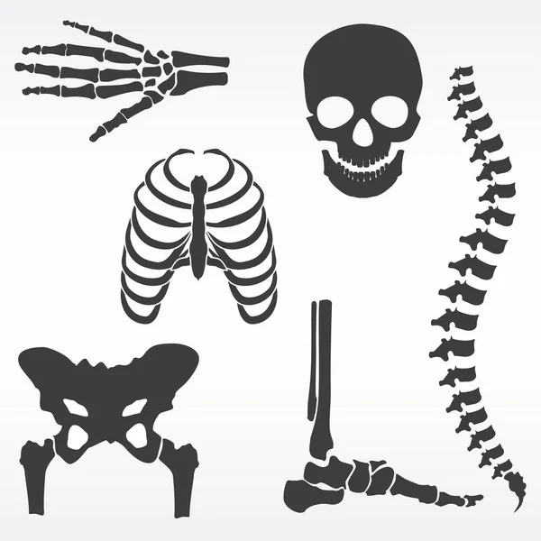 Ανθρώπινο σκελετό διάνυσμα — Διανυσματικό Αρχείο