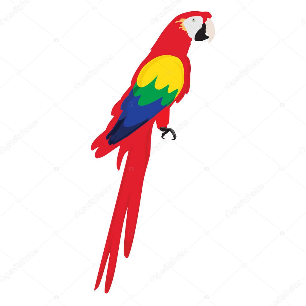 Macaw parrot vector