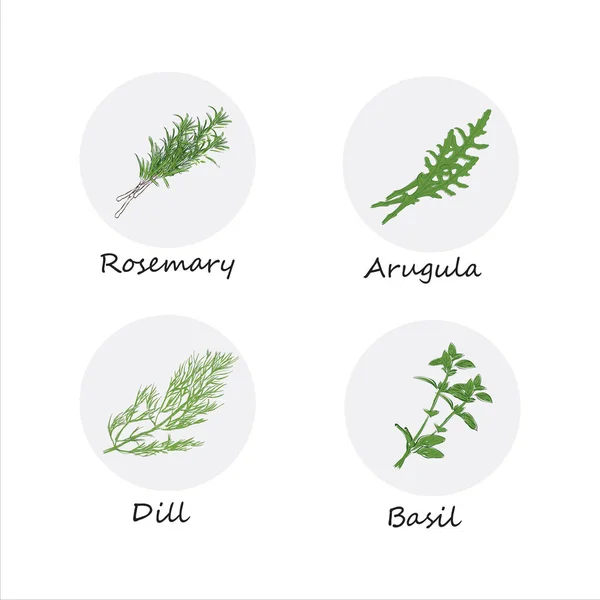 Set de hierbas culinarias — Archivo Imágenes Vectoriales