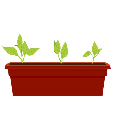 Çiçek tencereye büyüyen bitkiler