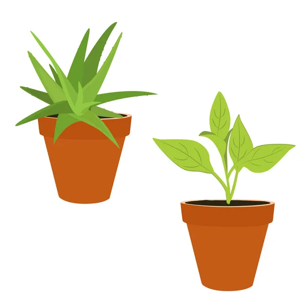 Houseplant in pot — Stock Photo, Image