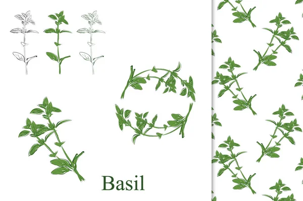 Basil hand getrokken — Stockvector