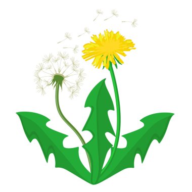 Karahindiba çiçek raster 