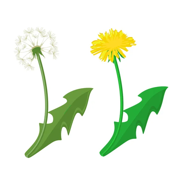 Dandelion raster icon
