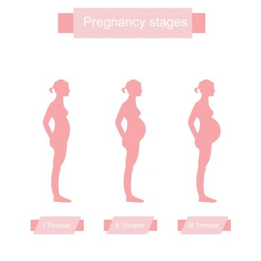 Gebelik aşamaları raster
