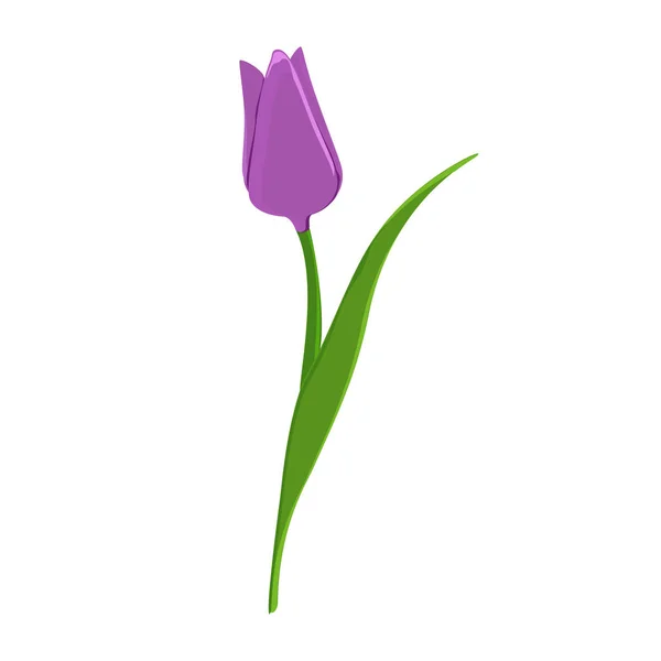 Пурпурна квітка тюльпана — стокове фото