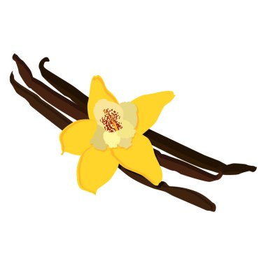 Vanilya çiçek raster