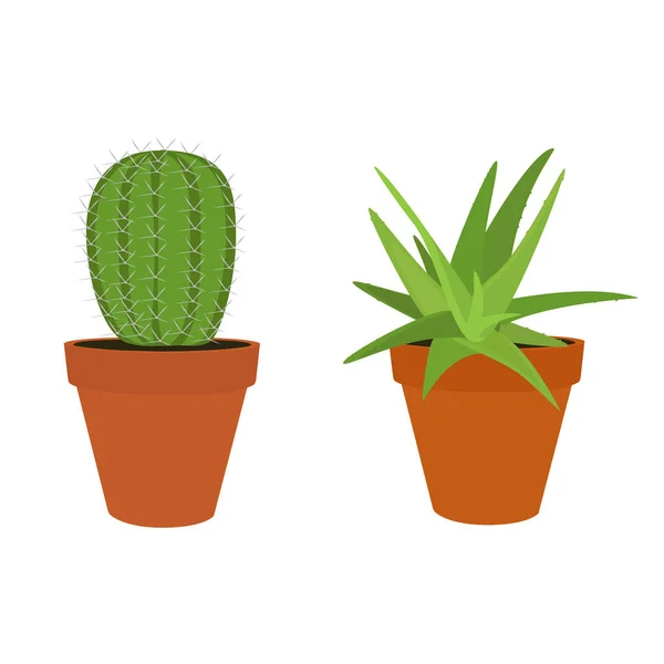 Kaktus und Aloe — Stockfoto