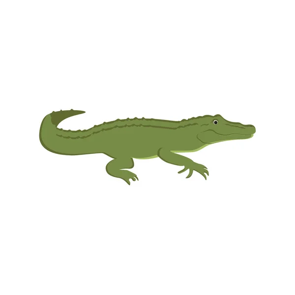 Raiz de crocodilo verde — Fotografia de Stock