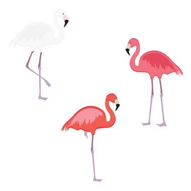 Pembe flamingo vektör