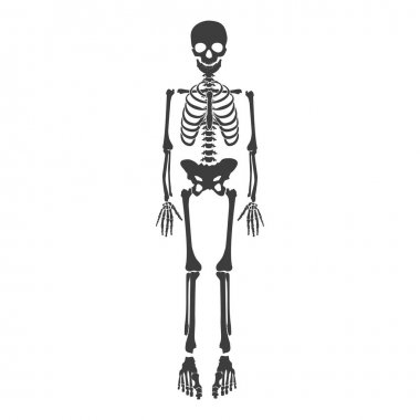 İskelet insan raster