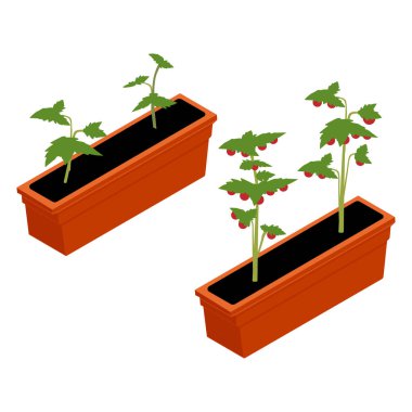 Beyaz arka planda izole edilmiş plastik tepsiizometrik görünümde taze kiraz domates fidesi