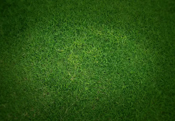 Hintergrund von frischem grünen Gras — Stockfoto