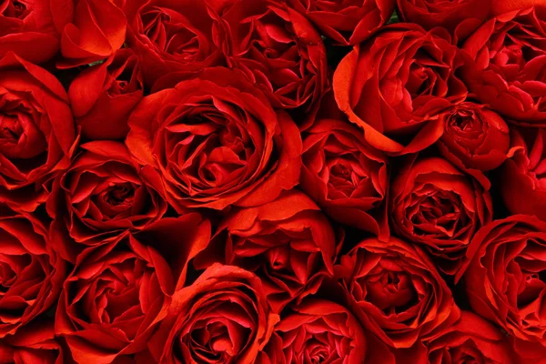 Fundo de rosas vermelhas — Fotografia de Stock