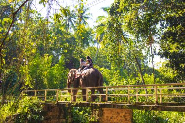 İki atlı bir yürüyüş güzel yağmur ormanları, Sri Lanka arasında bir fil üzerinde