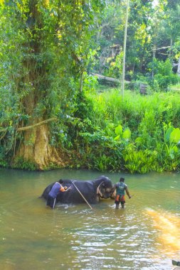 İnsanlar bir fil bir güzel tropikal doğa, Sri Lanka karşı yıkayın