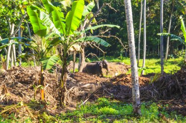 Bir fil arka planı güzel bir tropikal doğa, Sri Lanka