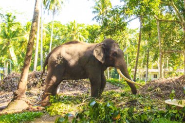 Bir fil arka planı güzel bir tropikal doğa, Sri Lanka