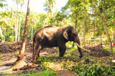 Bir fil arka planı güzel bir tropikal doğa, Sri Lanka