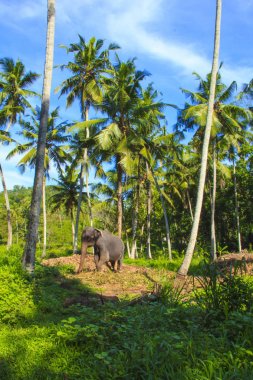 Bir fil arka planı güzel bir tropikal doğa, Sri Lanka