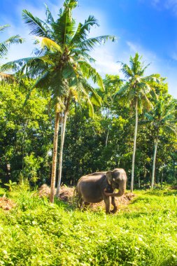 Bir fil arka planı güzel bir tropikal doğa, Sri Lanka