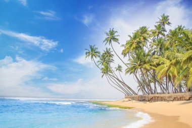 Güneşli bir günde güzel manzara Sri Lanka beach