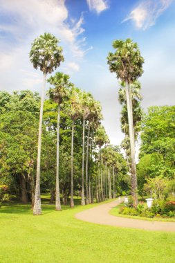 Güzel manzarasına palm avenue, Kraliyet Botanik Bahçesi Kandy, Sri Lanka