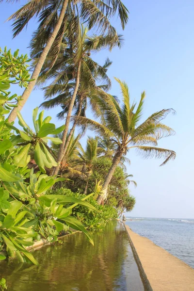 Vacker Utsikt Den Tropiska Stranden Sri Lanka Solig Dag — Stockfoto